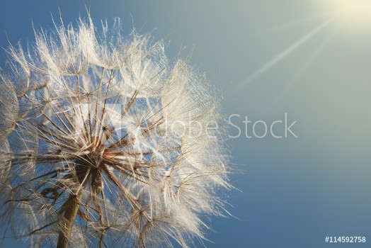 Image de Big dandelion on a blue background